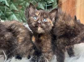 FLUFFY TORTIE FEMALE KITTENS TO RESERVE