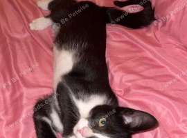 Make cat 6 months old