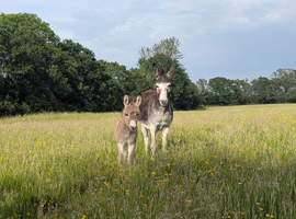 Donkeys mare and foal near Chelmsford
