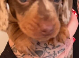 Beautiful dachshund puppies