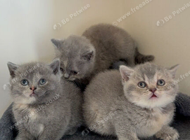British shorthair hair