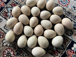 Chukar eggs