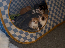 Beautiful Ginger Kittens