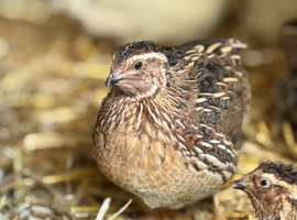 Japanese Coturnix Quails for sale