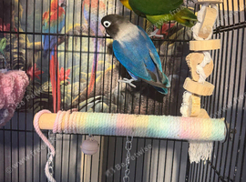 Hand-reared love birds