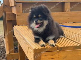 Russian Pomeranian