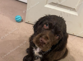 Clumber spaniel puppy