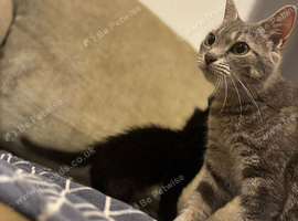 Grey tabby American shorthair