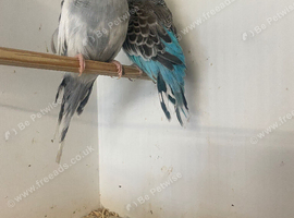 Baby budgies