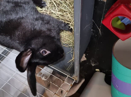 2 rabbits looking for new home