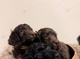 Cockapoo Puppies