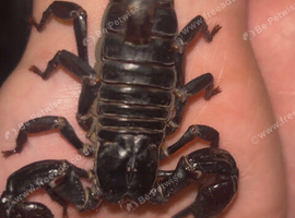 Stunning ( Sub Adult Salmon Pink Bird Eater Tarantula & Asian Forrest Scorp )  & millipedes (  will sell separately ) or as a job lot for &pound;80 quick sa