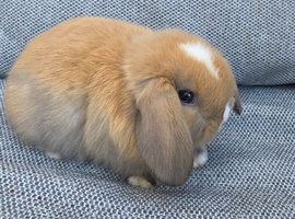 Mini Lop Babies