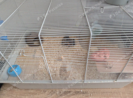 Friendly male hamster