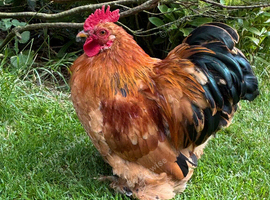 3x Bantam Cockerels