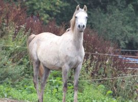 Beautiful Arab Mare with outstanding Pedigree