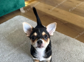 1 LEFT ! Beautiful Chihuahua Boys Available for Reservation