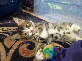 Tabby kittens - 10 weeks
