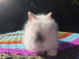 STUNNING TEDDYDWERG BABIES- PARENTS IMPORTED FROM EUROPE