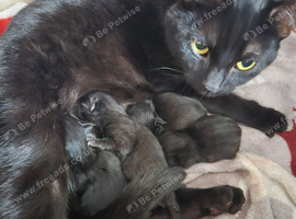 2 female kittens