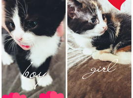 2 beautiful kitty's for sale