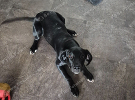 6 month lab puppy