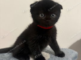Ragdoll Cross x BSH/Scottish Fold Kitten