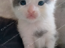 Light grey /white tortoise shell male kitten