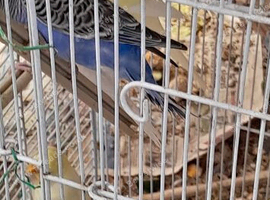 Baby budgies