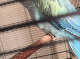 Indian ring neck blue, semi tame comes with cage, does talk