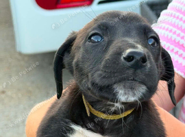 Bull X greyhound puppies 8 weeks