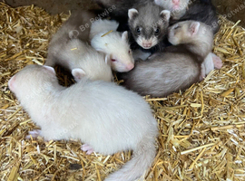 Baby ferrets
