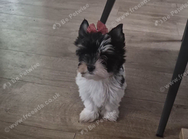 Beautiful girls Yorkshire terrier biewer