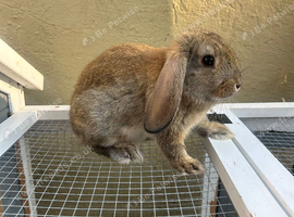Buck mini lop baby