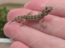Baby viper gecko for sale!