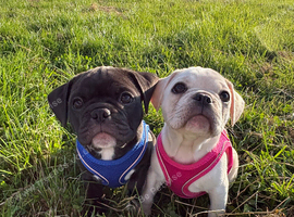 Frug puppies