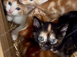 Gorgeous Farm Kittens!