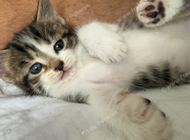 CUTE KITTENS AVAILABLE