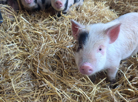 Mini piglets
