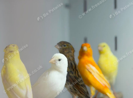 Canaries