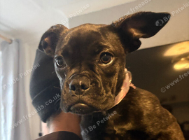 Frenchiexbulldog
