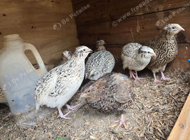 Quail