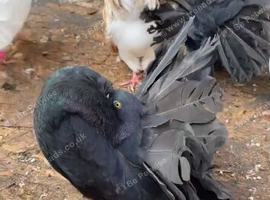 Pure black fantail male