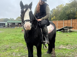 Ruby 5yo mini cob mare