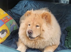 Local Dog Care &mdash; West Drayton UB7