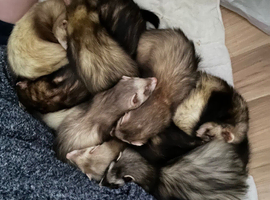 Part angora jill ferrets