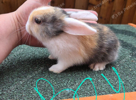 Lop eared x lion head baby rabbits