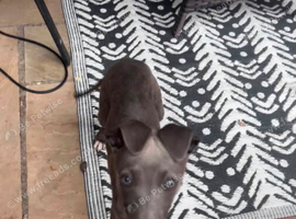1 beautiful blue boy available for his forever home