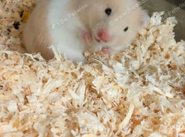 hamster and cage for sale