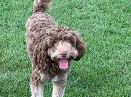 3 year old male labradoodle